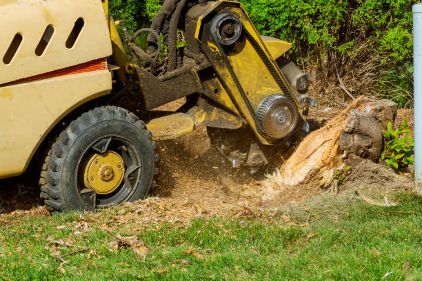 Reliable Sully Square, VA Tree Services Solutions